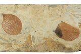 Two Fossil Leaves (Beringiaphyllum) - Montana #190428-3